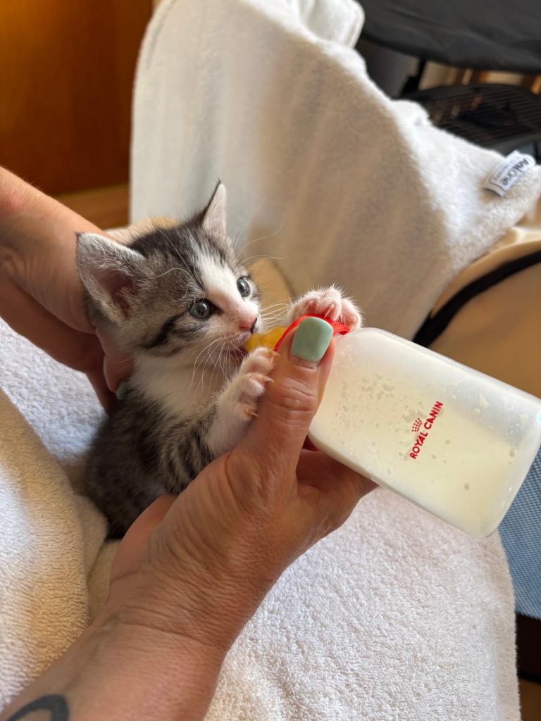 Flaschenaufzucht im Tierheim: Unsere Kitten brauchen Unterstützung