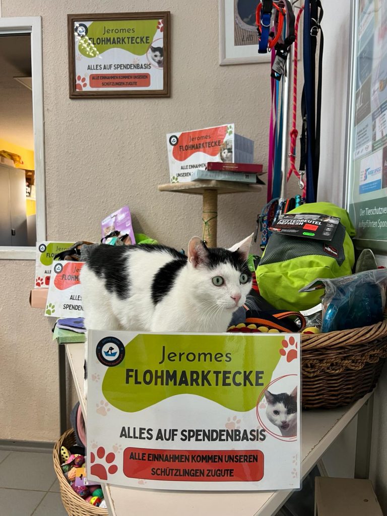 Neu im Tierheim: Jeromes Flohmarktecke